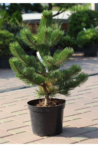 Сосна чорна / австрійська Орегон Грін в контейнері